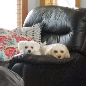 Meet your Posher, Angela